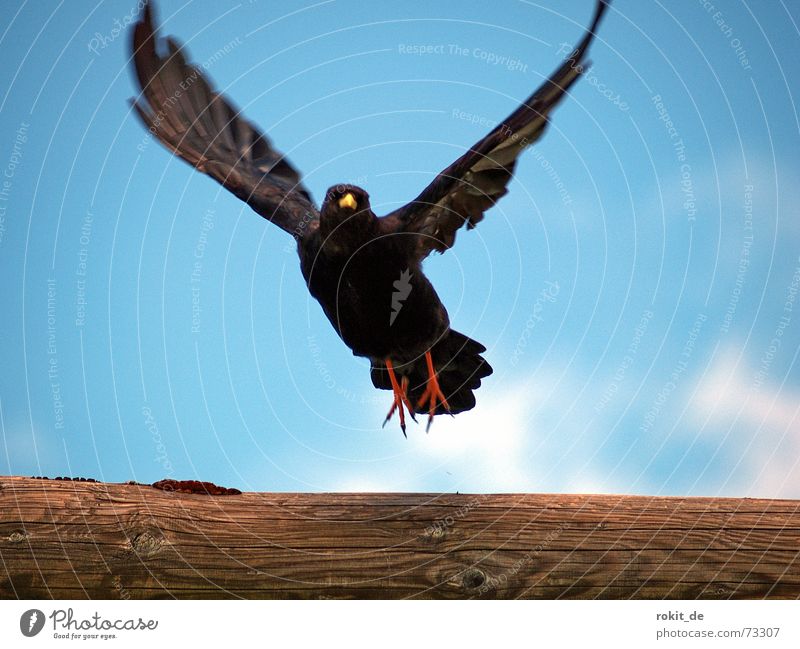 Fly Robin fly, up, up to the sky Jackdaw Roof Red Black Yellow Beak Air Clouds Sky Wind Airy Hover Feather Wood Wing Vacation & Travel Beginning Mountain range