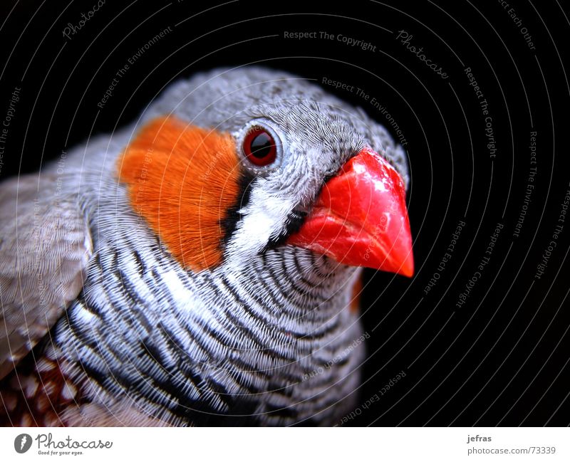 my bird Close-up Animal Macro (Extreme close-up) Nature Detail feathers