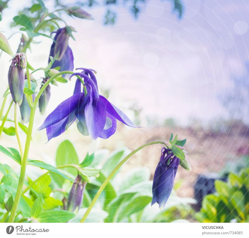 blue columbine flowers in garden, toning Lifestyle Leisure and hobbies Summer Garden Nature Park Jump Colorado green white mountain purple leaves plan