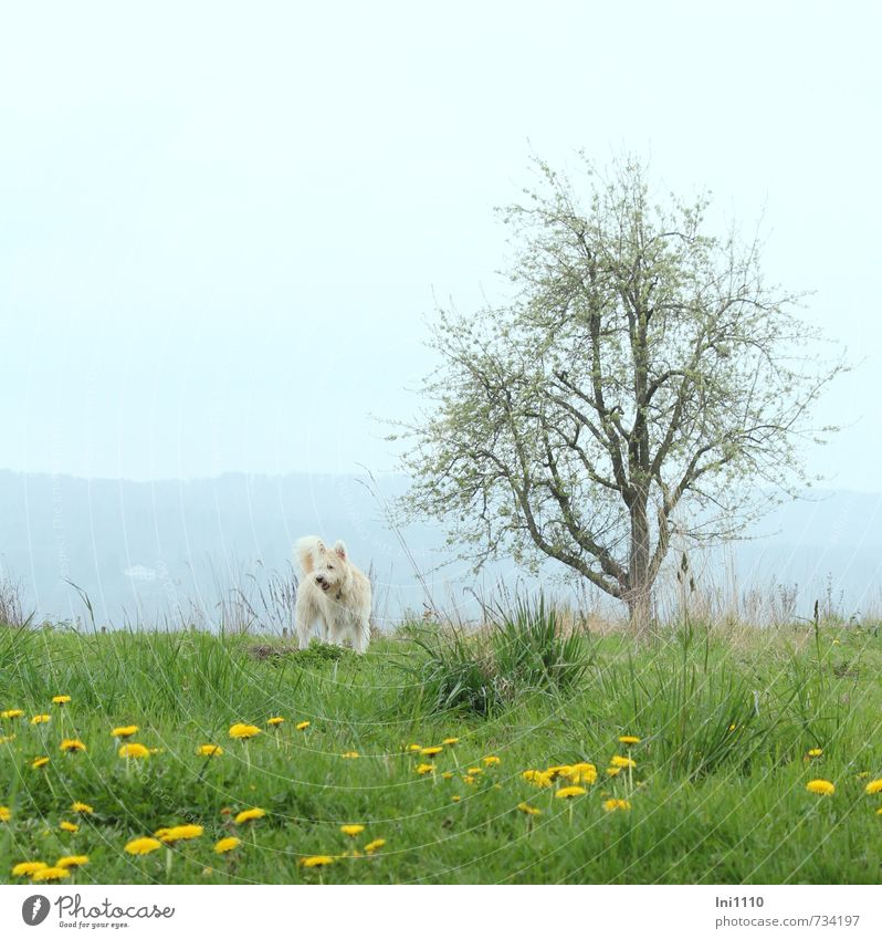 AST 7 | Dog on green meadow with tree and dandelion Nature Landscape Plant Animal Sky Spring Flower Grass Blossom Fruit trees Dandelion Meadow Hill Pet 1