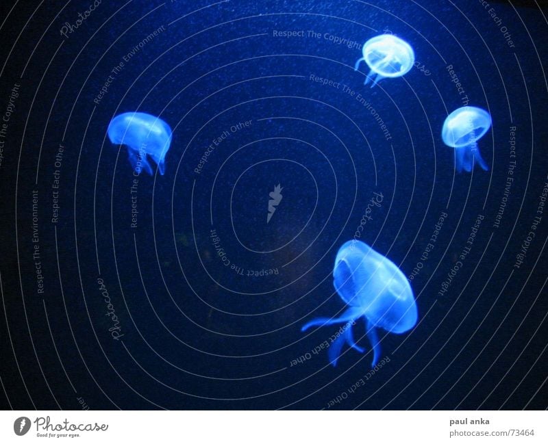 jelly Jellyfish Ocean Light Lake Dark Blue Bright
