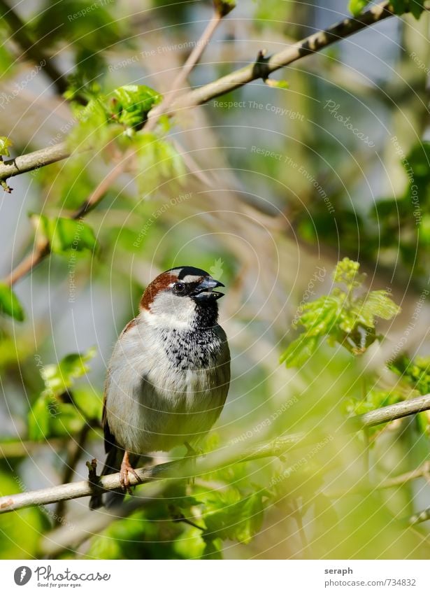Sparrow Feather Bird Beak plumage Ornithology Bushes Hide Hiding place Hidden Undergrowth Tree Garden Branch Twig Leaf hiding Nature wildlife Wild Wing