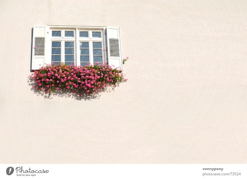 Are you coming to window? Window Flower Red Pink Wall (building) Half-timbered facade Shutter Plaster Physics Friendliness Closed White Clean Cleansed