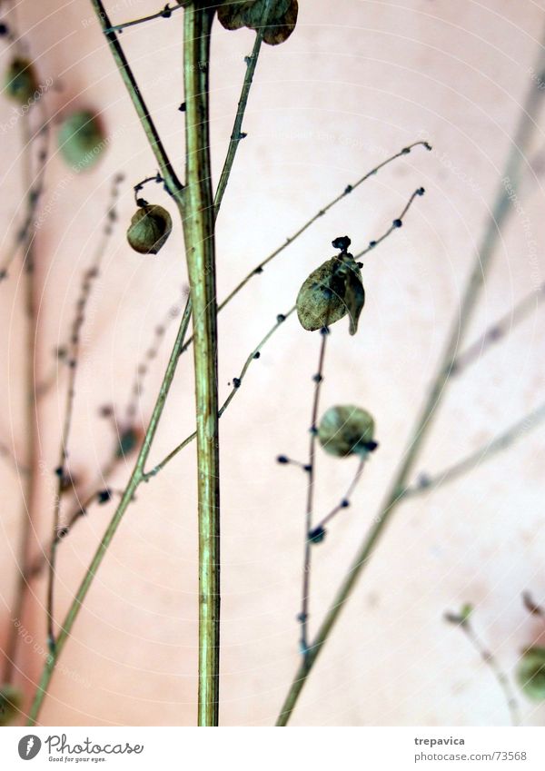 branch Plant Dry Blossom Flower Green Dried flower Delicate Thin Fine Nature Seed Twig Branch