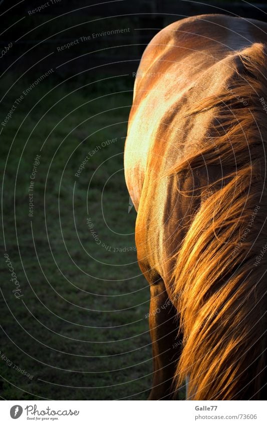 Robin´s Sunny side Horse Mane Meadow Summer Calm Western Cowboy Back Pasture Hair and hairstyles paint