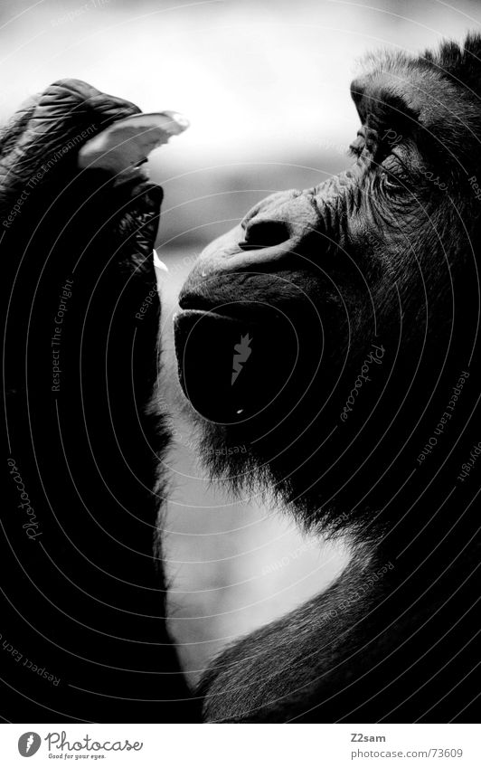 mmmm.... daintily Monkeys Animal Gorilla Silhouette Snout Virgin forest Pelt Black Glittering To enjoy Nutrition eat Fruit To hold on Profile