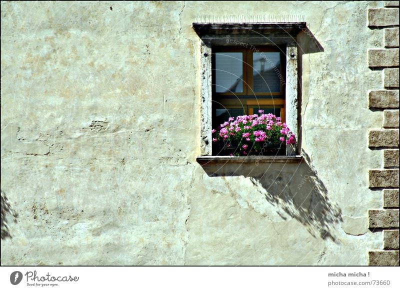 small shade, big shade Italy Lake Garda Facade Flower Blossom Window Plaster Arco Shadow Mediterranean