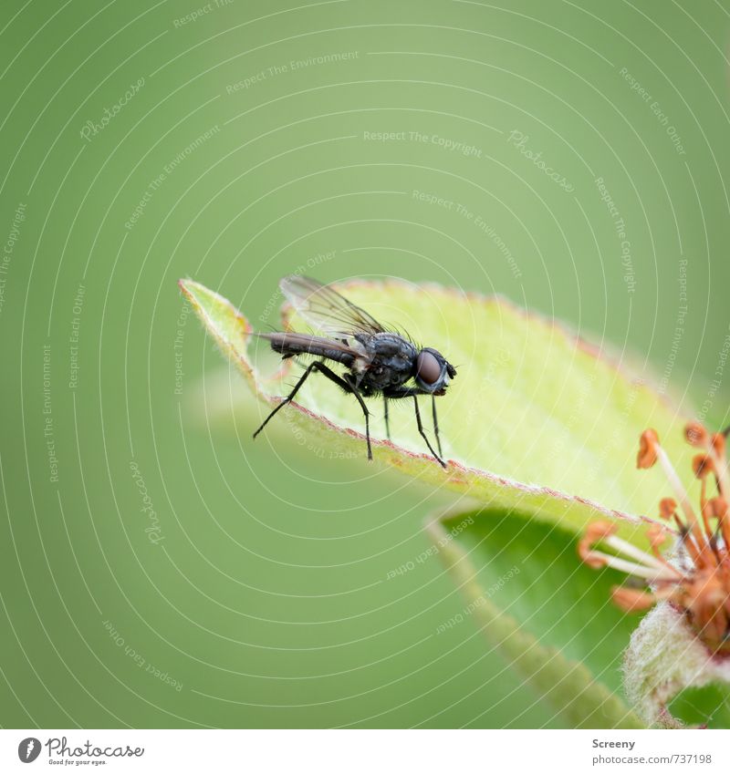 Bzzzzz.... Nature Plant Animal Spring Leaf Blossom Meadow Field Fly 1 Sit Wait Small Green Black Serene Patient Calm Colour photo Macro (Extreme close-up)