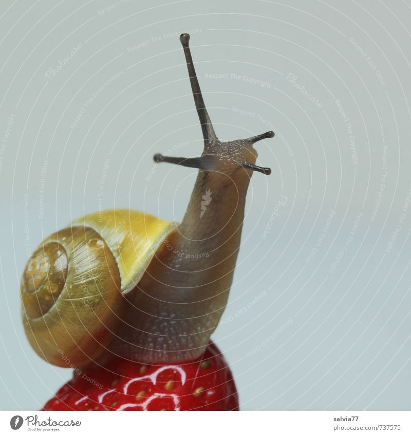 wellness for the snail 2 Wellness Life Well-being Contentment Senses Nature Animal Peak Wild animal Snail 1 Fitness To feed Disgust Fresh Naked Above Sweet
