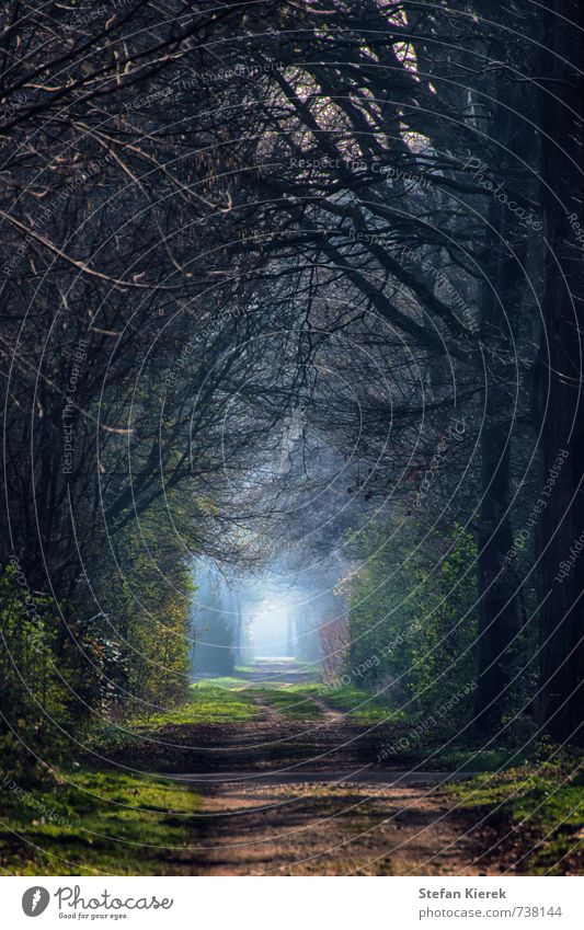 At the end of the tunnel. Jogging Environment Nature Landscape Earth Air Spring Beautiful weather Fog Tree Avenue Lanes & trails Tunnel vision Tunnel effect