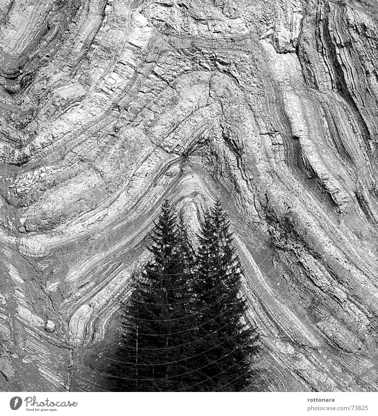 LayersWALD Forest Black White Gray Background picture Spruce Tree 2 3 Wall of rock Wall (building) Dolomites South Tyrol Italy Rock Shift work Volcano