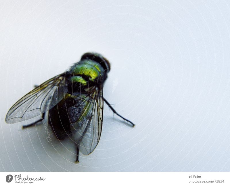 grumbler Green Glittering Insect Disgust Fly Bee Wing puck heap :-)