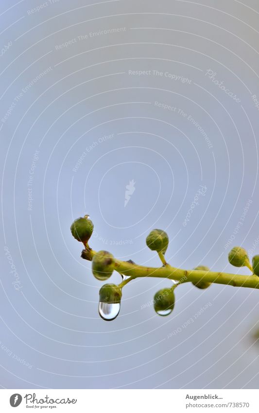 two drops... Nature Beautiful weather Fog Esthetic Small Blue Green Peaceful Serene Loneliness Discover Eternity Colour photo Close-up Detail Dawn