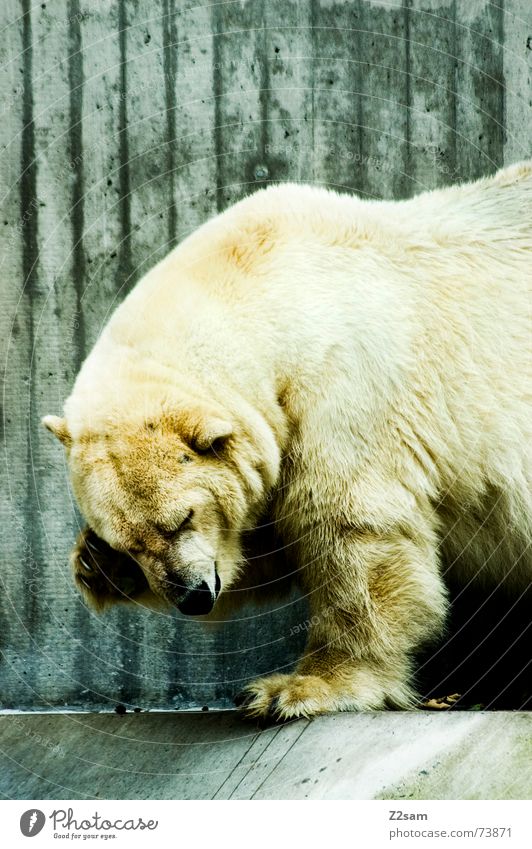 Polar bear - gschamig Animal Polar Bear Alaska The Arctic Pelt Sweet Dangerous Land-based carnivore Large White Cute Shame shamefaced