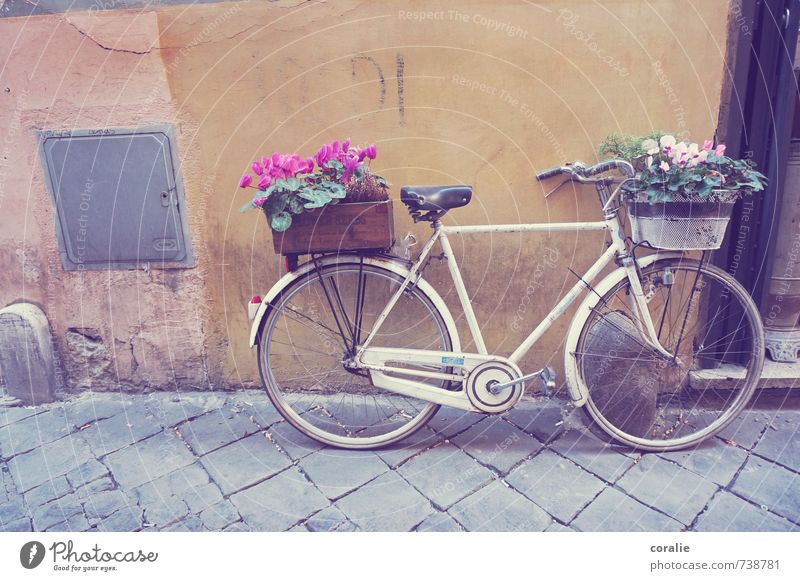 Cycling's nice. Lifestyle Happy Summer Living or residing Flat (apartment) Decoration Bicycle Art Spring Flower Garden Village Downtown Old town Wall (barrier)