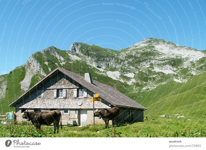 cosy alp Gray Gravel Overgrown Switzerland Stone Limestone Mountain range Peak Home country Alpine pasture Grass Cow Cattle All-weather Roof Stability Brown