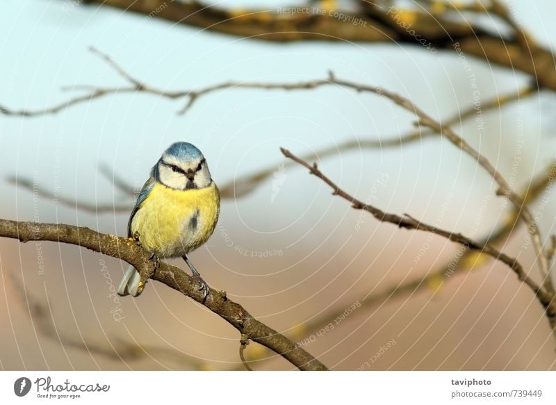 blue tit standing on branch Beautiful Winter Snow Nature Animal Park Bird Freeze Small Wild Blue Yellow White Appetite Colour parus caeruleus Frost cold