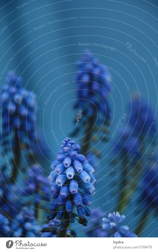 Hyacinths blue in blue Harmonious Relaxation Garden Plant Flower Blossom Muscari Fragrance Dark Blue Romance Colour Mysterious Pure Moody Transience