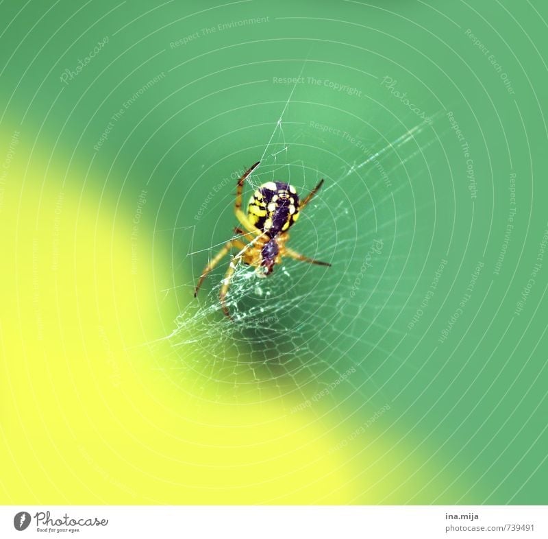izibizi spider Environment Nature Spring Summer Animal Wild animal Spider 1 Exotic Green Yellow Spider's web Spider legs Insect Poison Disgust Small Spin