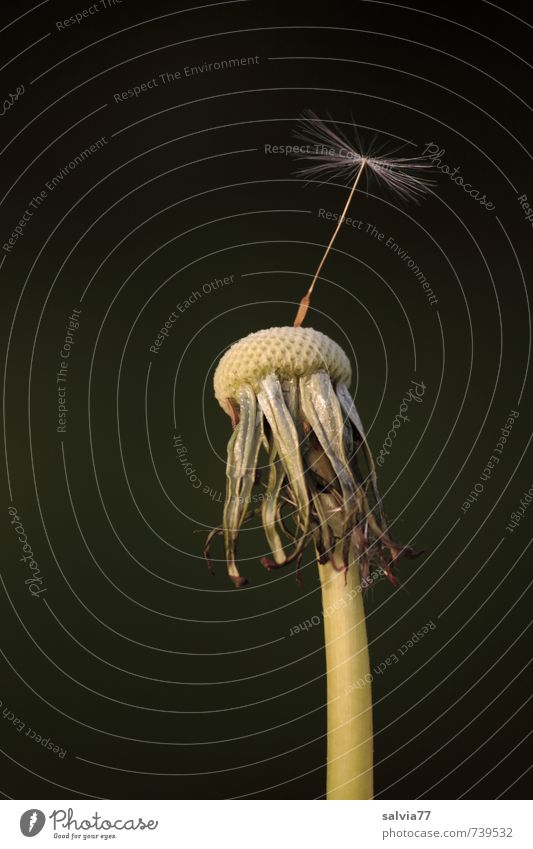 last but not least Nature Plant Spring Flower Garden Meadow Thin Above Soft Brown Black White Perspective Divide Attachment Seed Dandelion Antenna Delicate