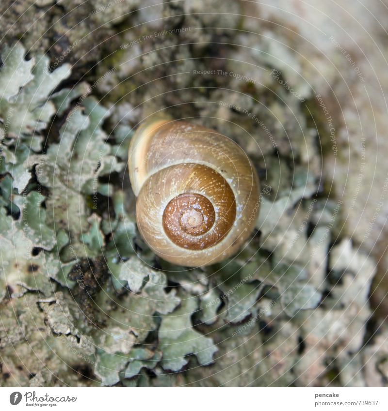 centered Nature Tree Forest Animal Snail 1 Sign Safety Protection Warm-heartedness Beautiful Serene Patient Calm Design Mysterious Puzzle Feminine Wellness