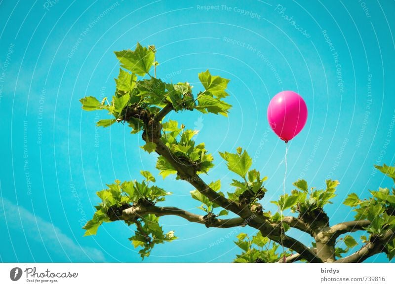cracker Cloudless sky Spring Summer Tree Leaf American Sycamore Balloon Flying Illuminate Friendliness Positive Warmth Blue Green Pink Joy