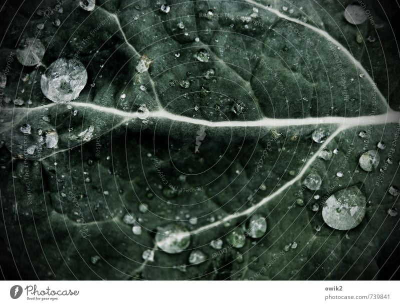 Leaves and drops Environment Nature Plant Drops of water Leaf Small Near naturally Colour photo Subdued colour Exterior shot Close-up Detail