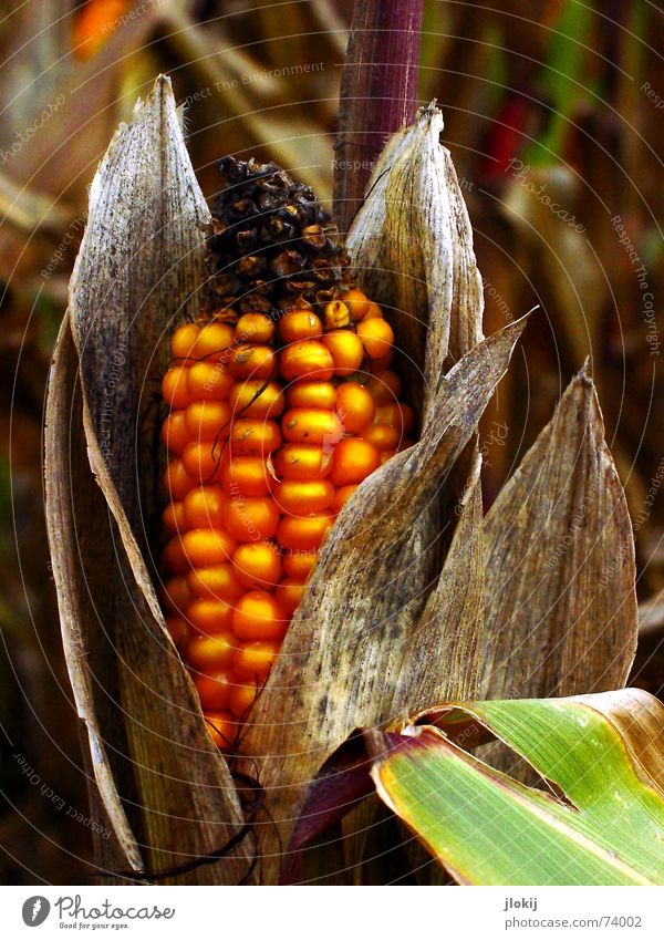 corn Field Yellow Green October Feed Plant Autumn To enjoy Sense of taste Nutrition Feeding Maize Harvest Old Dried blanch churn butter pepper Claw toast roasts