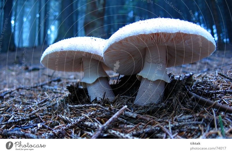 twins Forest Woodground Autumn Seasons Poison Eerie Dark White Forest walk Mushroom picker Enchanted forest Relaxation Calm Twin 2 Growth Nature Disk Inedible