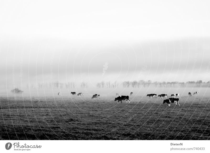 in the fog Animal Farm animal Cow Group of animals Herd Gray Black White Shroud of fog Misty atmosphere Tree Meadow Pasture Black & white photo Exterior shot