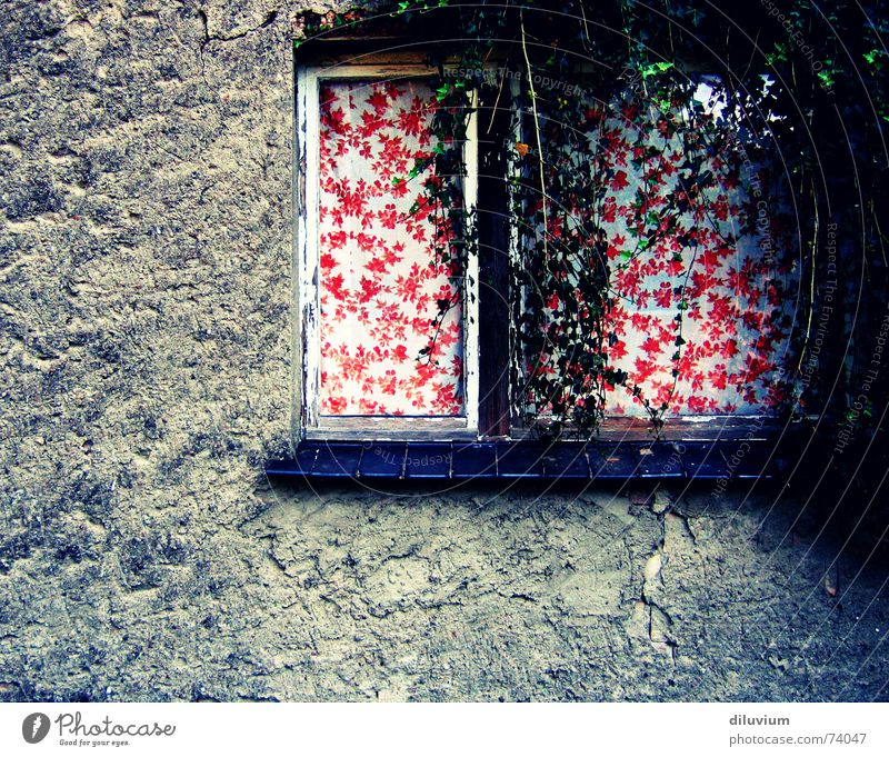 -- Window Wall (building) Red Ivy Drape Dark green Frame cross