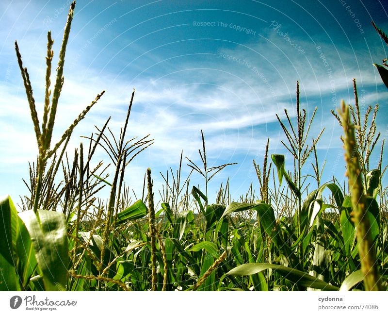 in the maize field Field Middle Beautiful Summer Moody Color gradient Air Calm Clouds Stripe Horizon Green Mature Maturing time Sky Maize Nature Far-off places