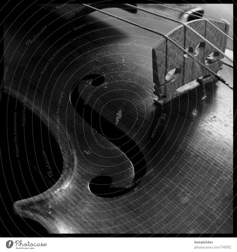 The violin Violin Music fiddle B/W Black & white photo Detail