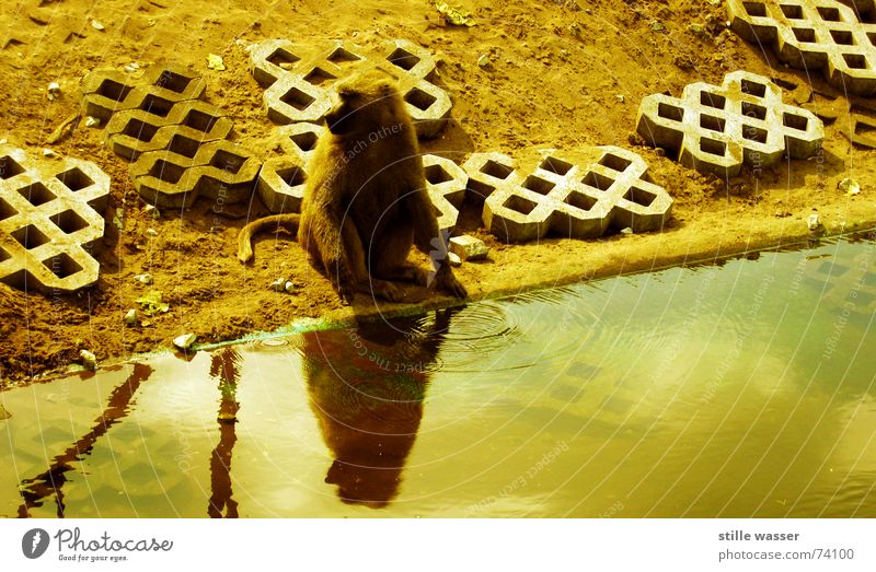 PAVIAN Monkeys Pelt Tails Loneliness Drinking Reflection Baboon Concrete Water Wash Branch Stone