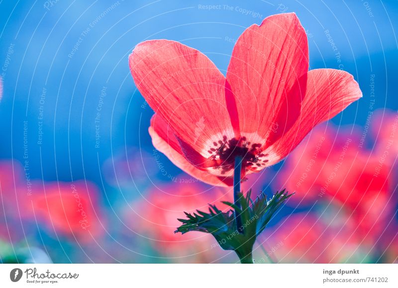 anemone coronaria Environment Nature Landscape Plant Spring Flower Wild plant Anemone Garden Meadow Israel Near and Middle East Blossoming Beautiful Blue Red