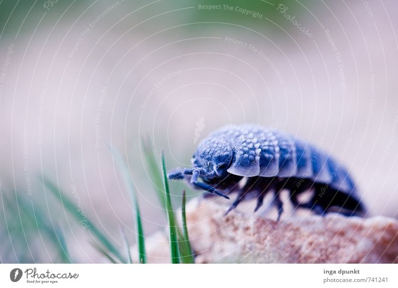crawling toy Environment Nature Elements Earth Plant Grass Animal Insect Isopod 1 Crawl Feeler Colour photo Exterior shot Deserted Shadow Shallow depth of field