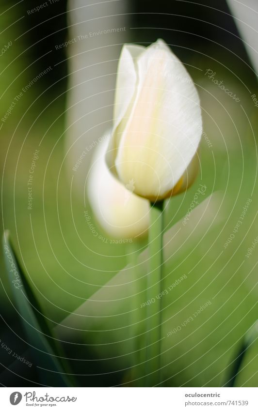 Tulicious Nature Plant Spring Blossom Garden Bright Beautiful Dream White Green Tulip Tulip blossom Grass Soft Fragile Transience Close-up Fragrance Summer