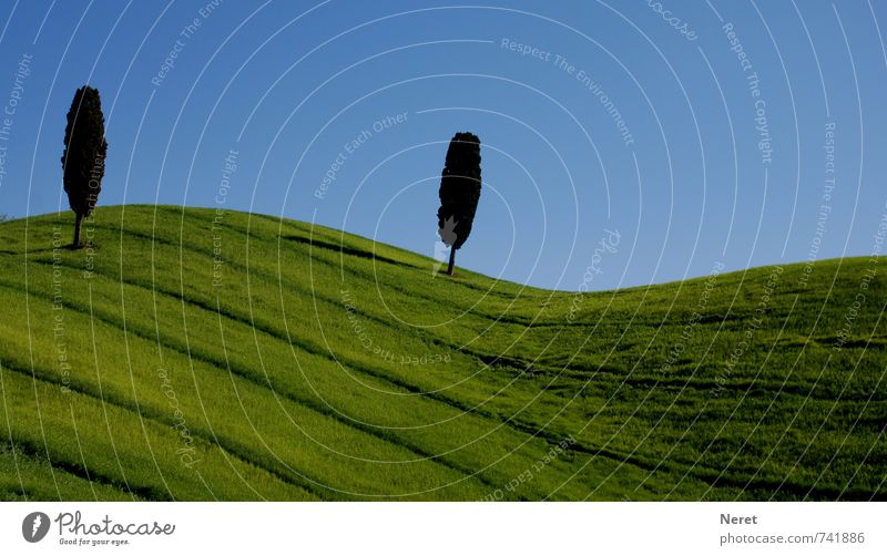 Tuscany Nature Landscape Plant Cloudless sky Spring Beautiful weather Tree Cypress Field Hill typical Toscan landscape Deserted Joie de vivre (Vitality)