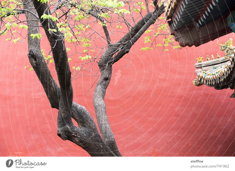 Oriental beauty Tree Beijing China Palace Wall (barrier) Wall (building) Green Red Asian architecture Leaf canopy Tree trunk Colour photo Copy Space middle