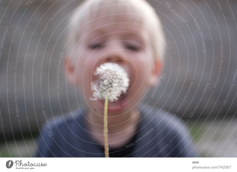 Child blows a dandelion Leisure and hobbies Playing Toddler Boy (child) Family & Relations Infancy Life 1 Human being 1 - 3 years 3 - 8 years Nature Plant