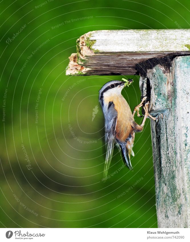 Nuthatch Sitta europaea, with food at nest box Environment Nature Animal Spring Garden Park Forest Wild animal Bird Claw Eurasian nuthatch 1 Flying Feeding Blue