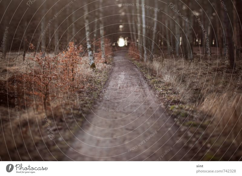 tunnel vision Vacation & Travel Trip Adventure Far-off places Hiking Nature Tree Forest Relaxation Going Looking Natural Anticipation Brave Determination Calm