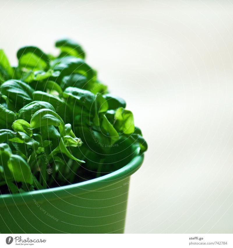 fresh pesto Herbs and spices Nutrition Organic produce Agricultural crop Eating Growth Fresh Healthy Natural Green Flowerpot Basil Basil leaf Italien pesto