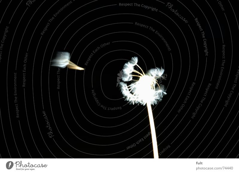 pusteblume1 Dandelion Blow Calm Swing Black White Macro (Extreme close-up) Flying Wind Contrast Dynamics