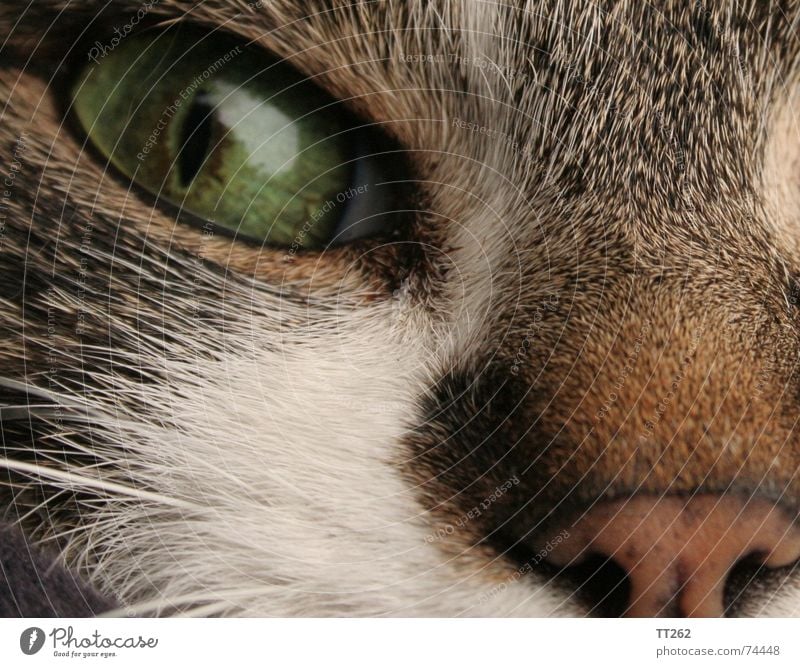 Cat - "Catcher" Pelt Near Cat eyes Hair and hairstyles Eyes cat's nose Domestic cat Trust