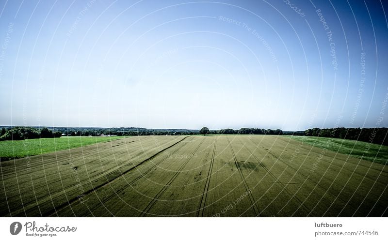 Oak in the field Nature Landscape Plant Sky Cloudless sky Summer Tree Agricultural crop Field Blue Agriculture Colour photo Exterior shot Aerial photograph Day