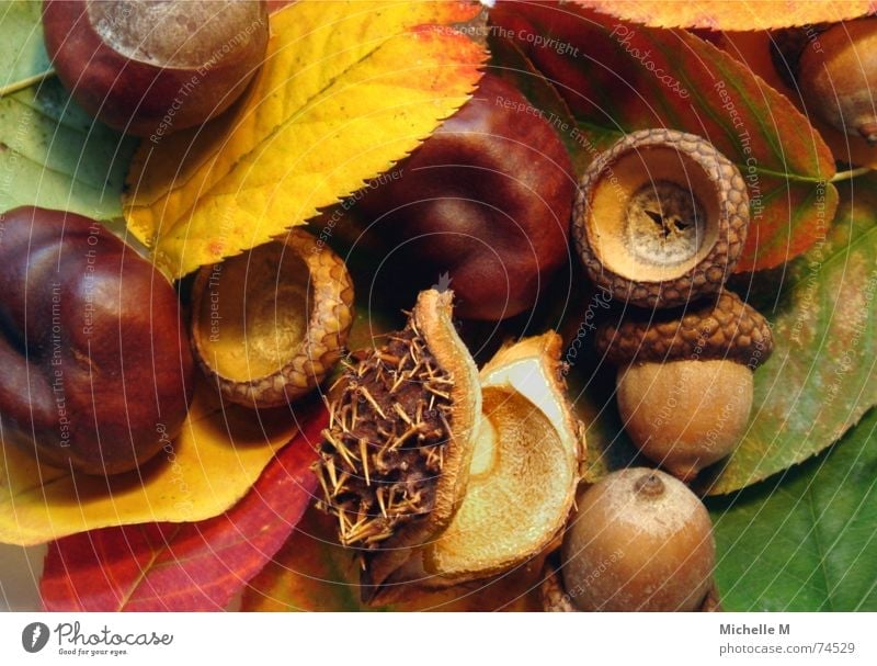 Colours of autumn Leaf Multicoloured Red Yellow Green Autumn Thorny Hollow Round Relaxation Moody Brown Macro (Extreme close-up) Close-up Acorn Chestnut tree