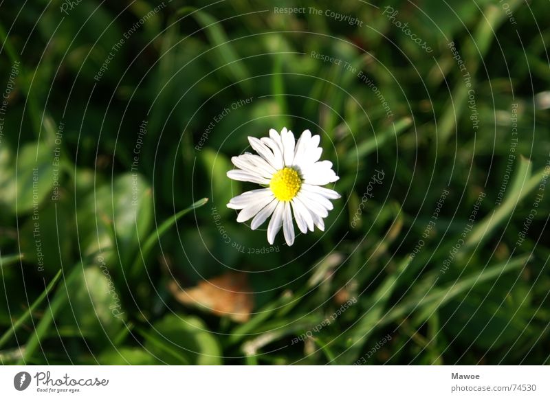 solitary flower Flower Meadow Harmonious Calm Clearing Peace Daisy Garden forest single flower seldom lonely flower loner Loneliness independent enforcement