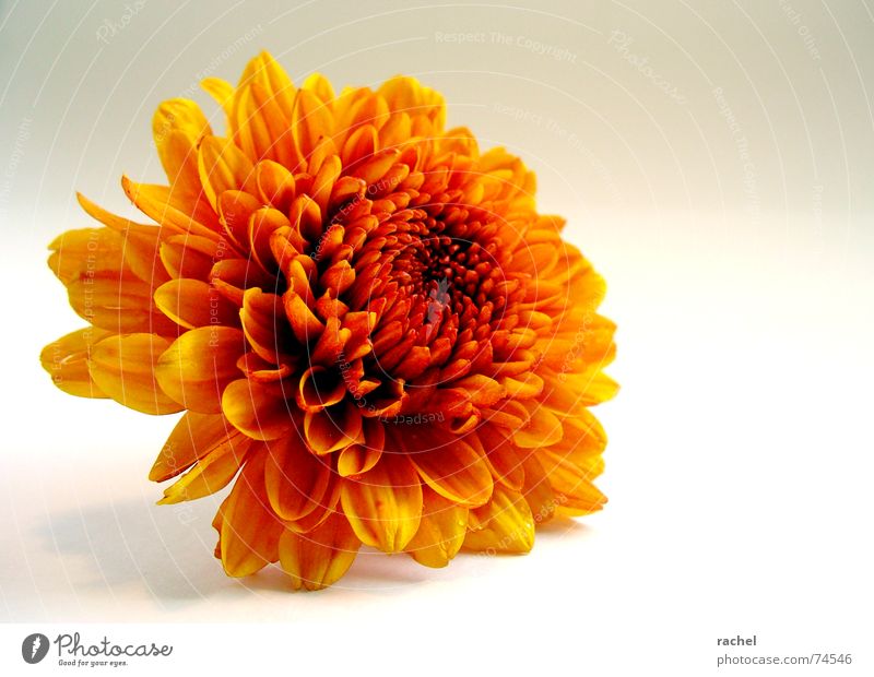 AutumnGold Chrysanthemum Headless Flower Blossom Plant Fresh Simple Friendliness Multicoloured Happiness Beautiful Incandescent Brilliant October September