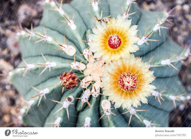 Cactus from above with two flowers Nature Plant Spring Blossom Wild plant Blossoming Esthetic Authentic Yellow Green Exotic Growth Thorny Colour photo